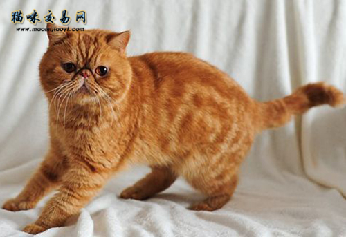 加菲猫性格温顺,加菲猫为什么性格那么温顺