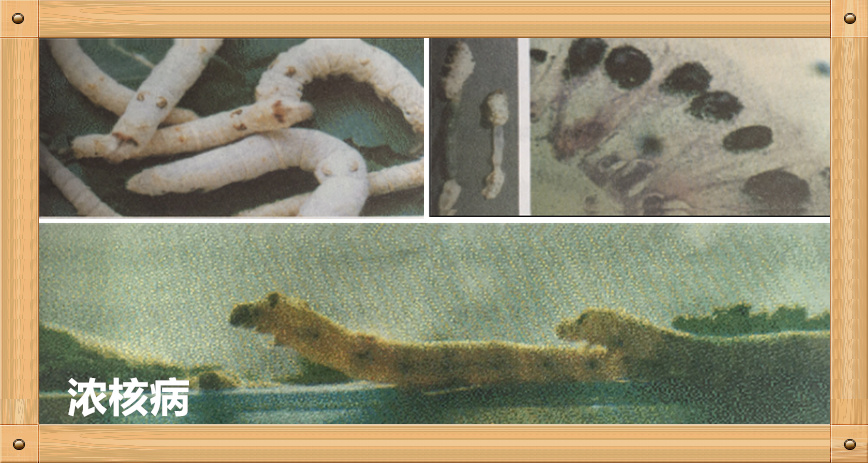 养蚕蚕虫病怎么治,养蚕病害