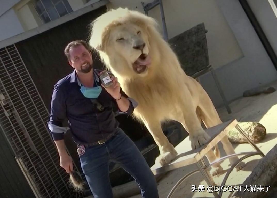 狮子粪便可以吓跑猫？德国一家马戏团出售狮子粪便，卖出2000多罐
