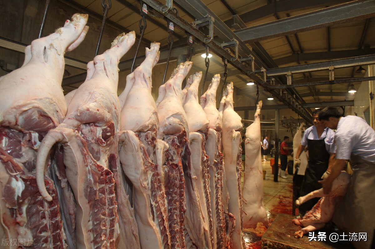 开个杀猪屠宰场要办什么证,办个杀鸡屠宰场什么手续