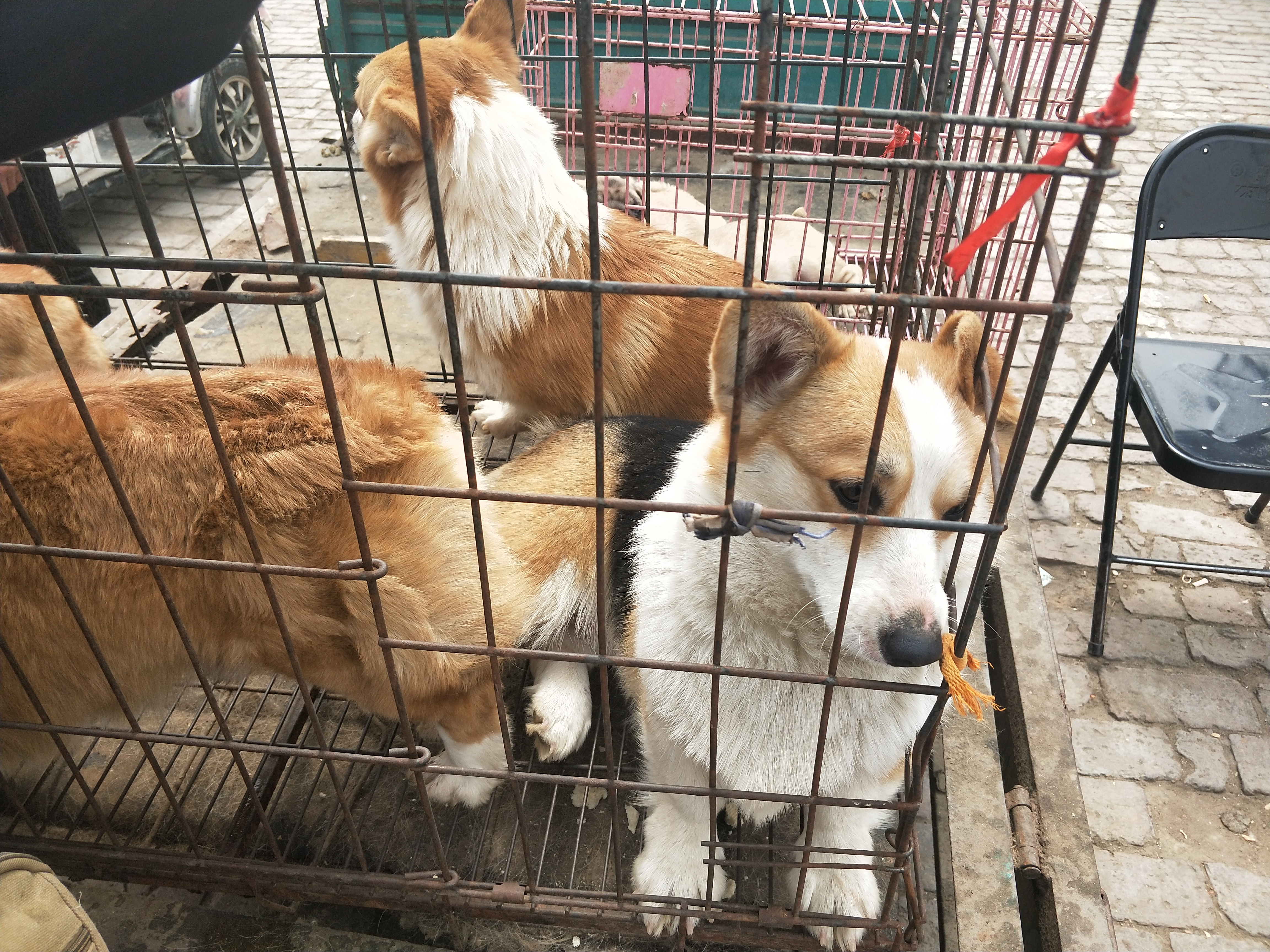 开封四大狗市排名,四种公认最好的狗市