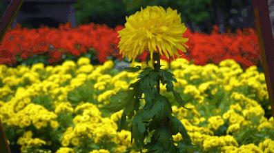 都闪开！这才是最牛逼的菊花宝典