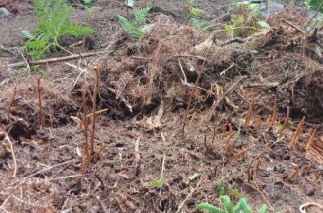 曾2千元一公斤，种植的也很贵，如今价格暴跌，网友：还吃不起