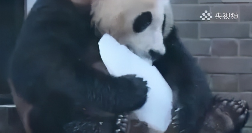 大熊猫有多强大,大熊猫也有这本事吗