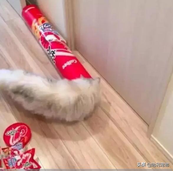 猫为何是液体,猫咪为什么要给猪染色