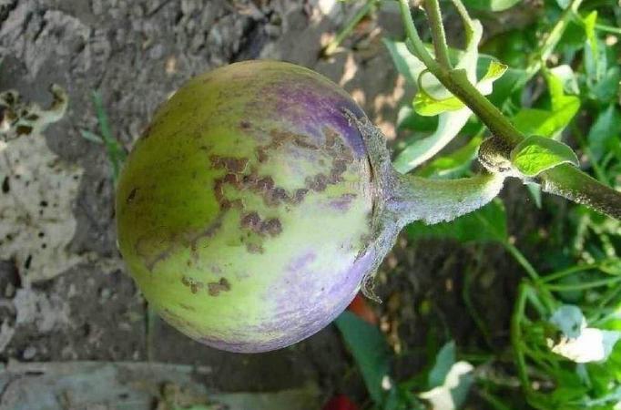 茄子畸形果,茄子有畸形果是什么原因