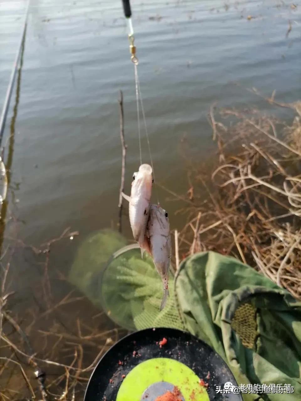 用九一八钓小鱼,九一八野钓鲫鱼视频