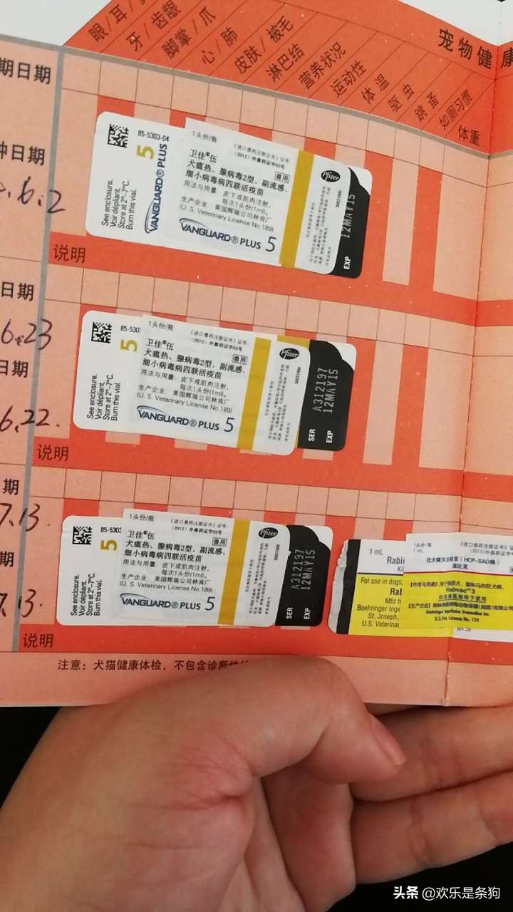 刚买的宠物狗要怎么养,刚抱养的狗狗注意事项