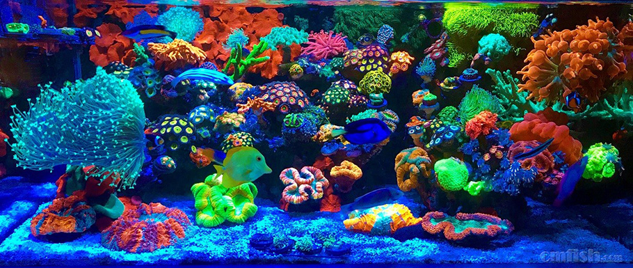 养鱼英文缩写,海水养鱼用品