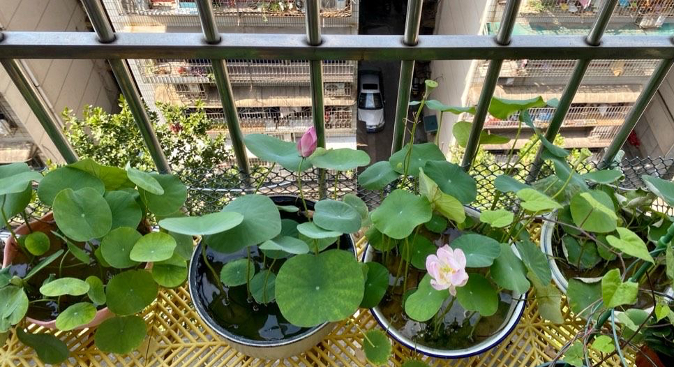 怎样把碗莲养成亭亭玉立的样子,想要把碗莲养开花应该怎么去培养