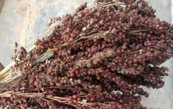 纯粮酿造白酒一斤成本多少钱,御粮春生酱香型白酒多少钱一瓶