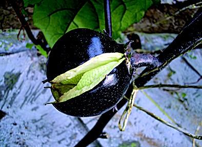 茄子畸形果,茄子有畸形果是什么原因