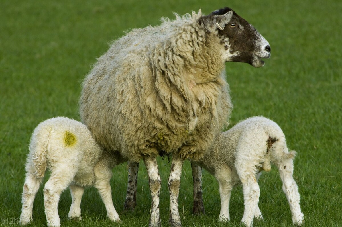 羔羊痢疾的流行特点,羔羊痢疾特效药大全