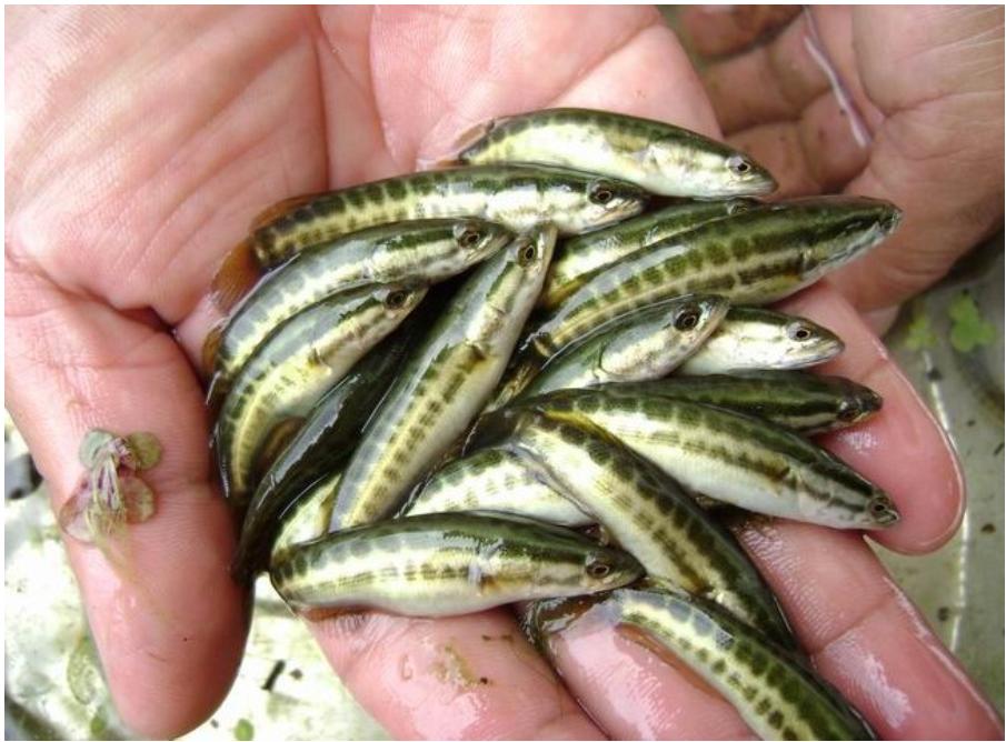 <html>
<head><title>502BadGateway</title></head>
<body>
<center><h1>502BadGateway</h1></center>
<hr><center>nginx</center>
</body>
</html>
<!--apaddingtodisableMSIEandChromefriendlyerrorpage-->
<!--apaddingtodisableMSIEandChromefriendlyerrorpage-->
<!--apaddingtodisableMSIEandChromefriendlyerrorpage-->
<!--apaddingtodisableMSIEandChromefriendlyerrorpage-->
<!--apaddingtodisableMSIEandChromefriendlyerrorpage-->
<!--apaddingtodisableMSIEandChromefriendlyerrorpage-->
