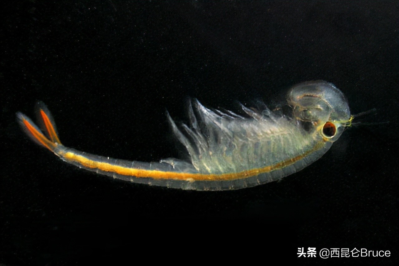 为什么会出现在江苏？2亿年前的仙女虾，到底有什么价值呢