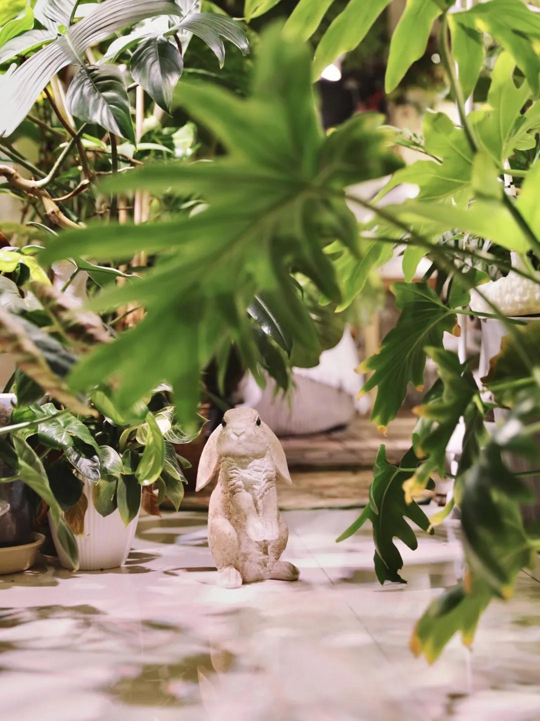 没花园怎么种花？从东北到广东，4位大神在室内种出植物园，绝美