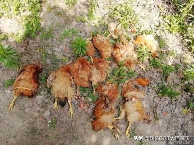 山西野生豹子咬死羊,牛犊被一大型野生动物咬死后续