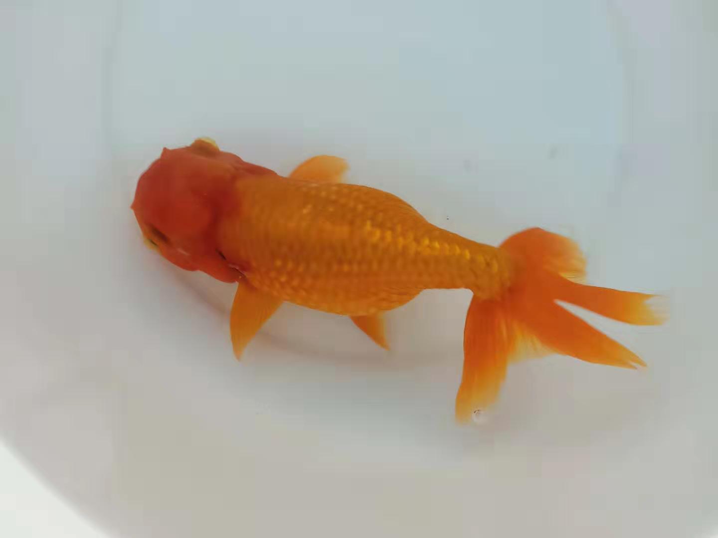 金鱼病了水里放什么可以杀菌,金鱼生病后鱼缸怎么处理