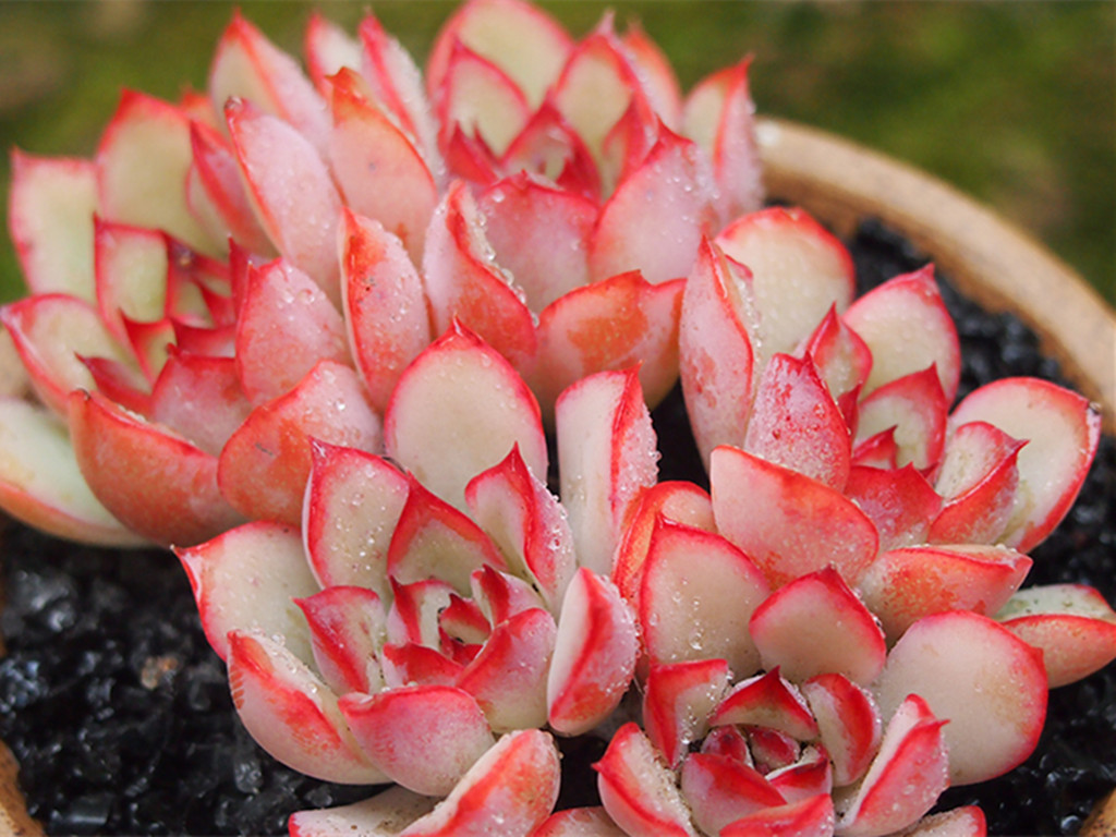 多肉怎么养不长高只长胖,多肉怎么养才能长胖