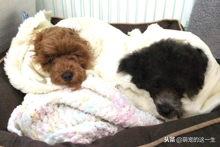 天气热了狗狗如何防暑,天气渐热养狗狗要注意以下几点