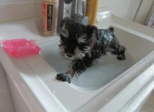 怎么帮雪纳瑞清洗脸部,雪纳瑞洗澡不听话怎么调整