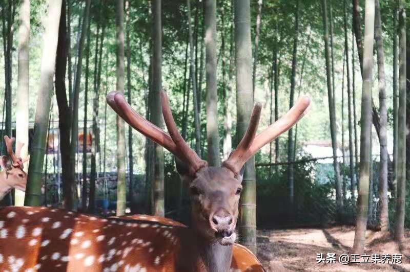 养殖梅花鹿的前景,养殖梅花鹿30头多少成本多少利润