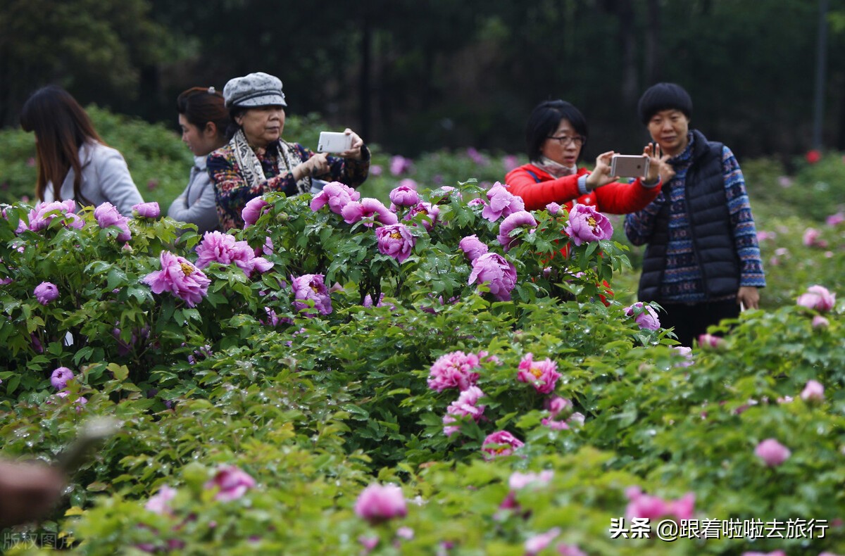 国色天香洛阳牡丹基地,牡丹国色天香品种介绍