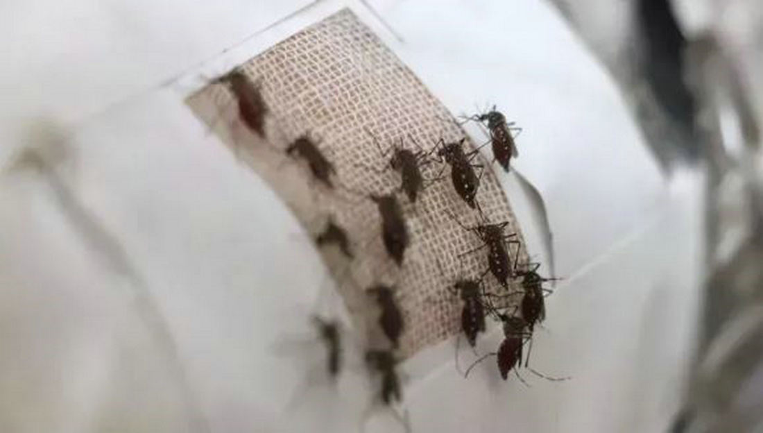 石墨烯可以防蚊子叮咬,蚊子叮咬黑科技