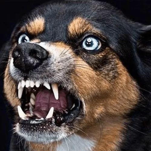 狗狗护食怎么办,狗狗护食的声音