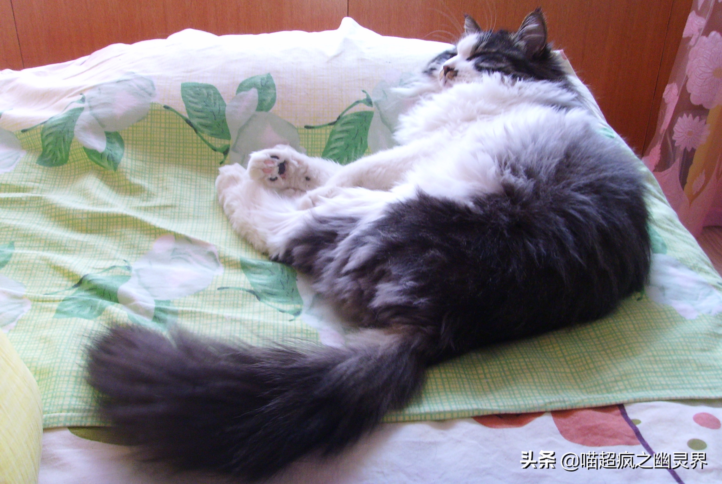 10岁的铲屎官和1岁的猫主子的日常,猫娃子的铲屎官