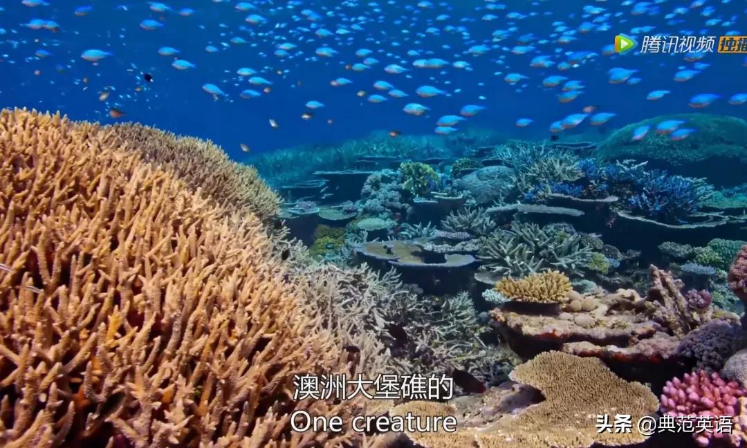 适合学习英语的双语纪录片,适合初中生看的英语纪录片