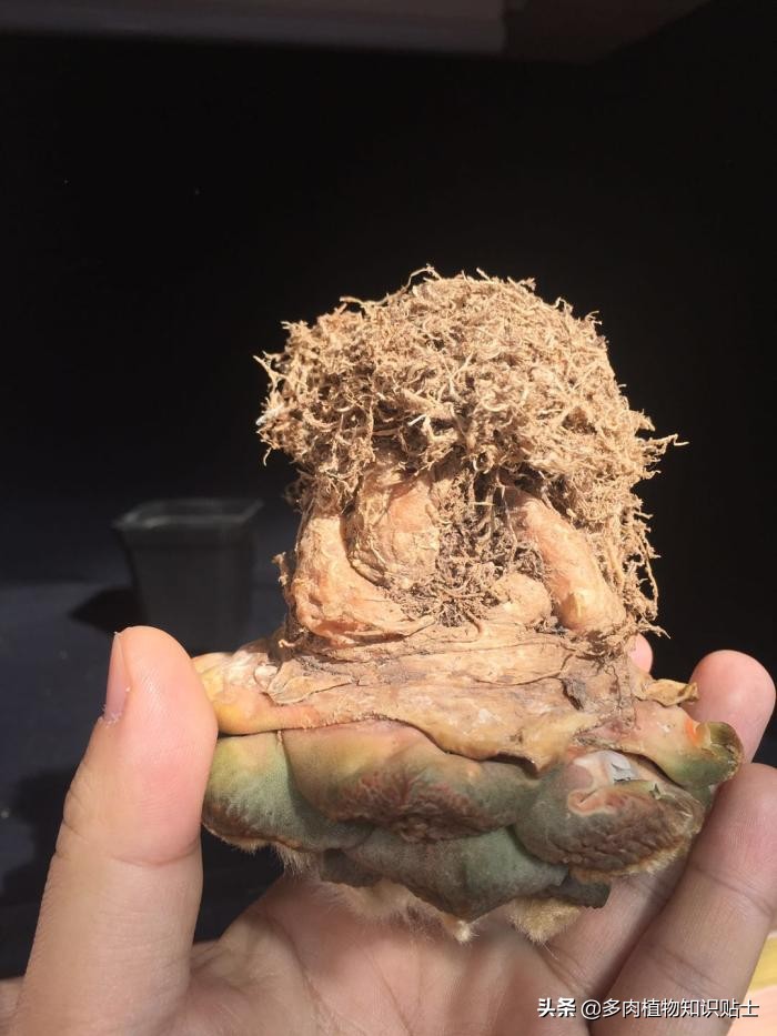 仙人掌什么情况下修根,怎么给仙人掌修形