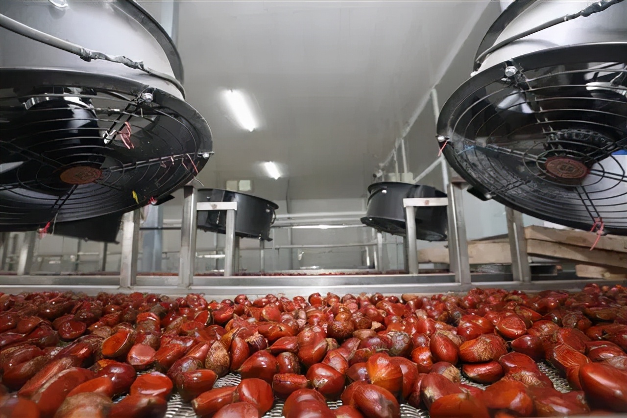 罗田振兴板栗产业,罗田板栗种植业