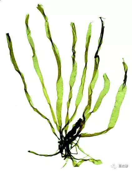 海缸藻类,海缸绿藻的控制方法