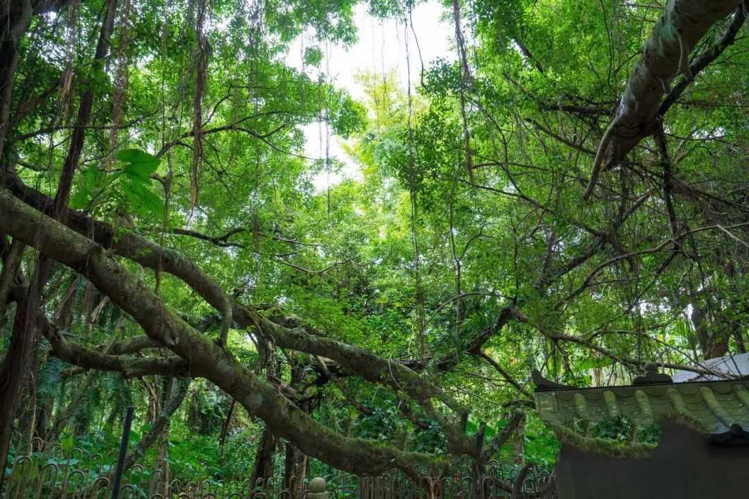 让你无法抗拒的海南，究竟好在哪里？