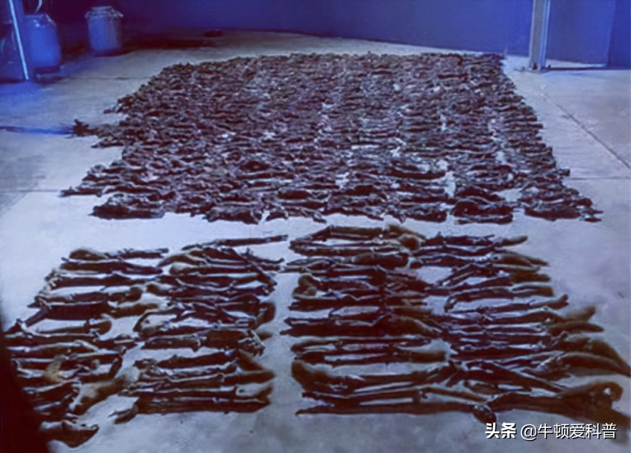 38只黄鼠狼被猎杀案件,捕杀黄鼠狼是什么样的后果