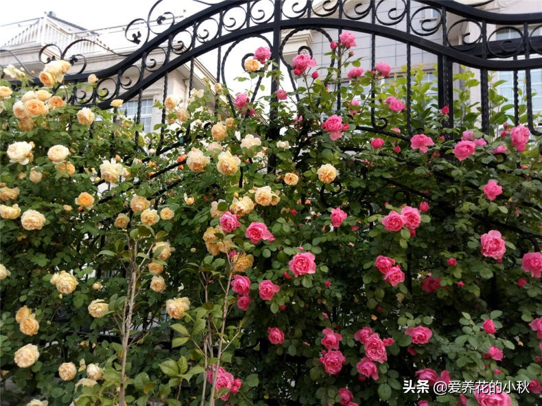 藤本月季过冬的正确方法,藤本月季春天的养护方法