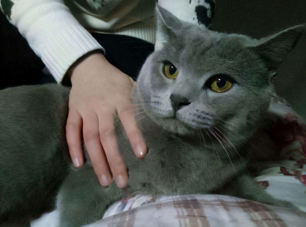 为什么很多人选择养英短蓝猫,英短猫为什么不建议养金渐层