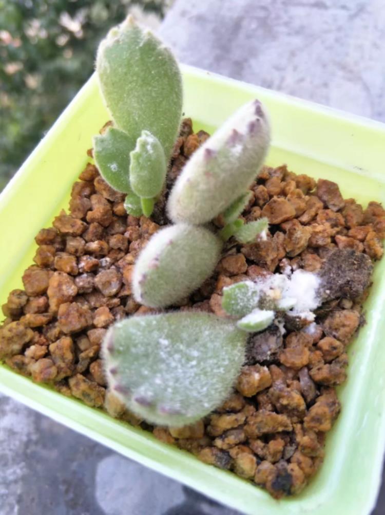 多肉植物为什么会长白色的虫,多肉为什么会得白粉黑斑