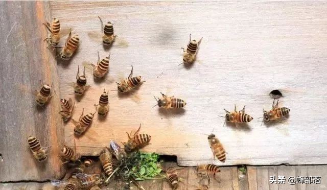 大量白糖水饲喂蜜蜂会加快造脾吗,蜜蜂喂白糖水的正确方法