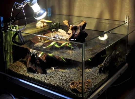 养龟知识一百条,养龟知识点去哪里学习