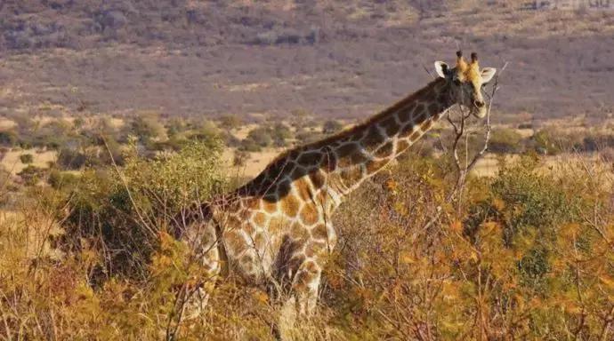 世界十大神奇动物,十大神奇动物园