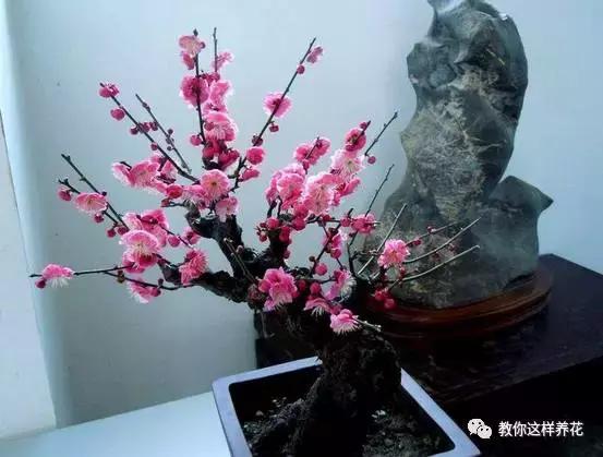 这5种花不仅好看好闻还能食用,北方易养的四季开花的木本花