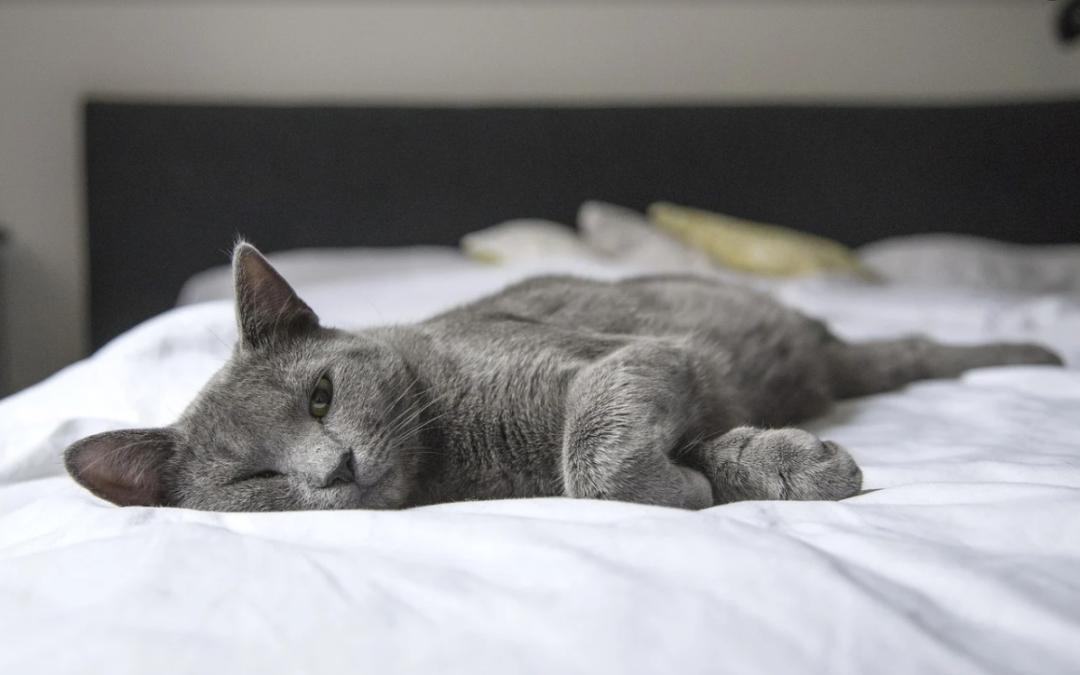 犬猫行为异常有哪些常见症状,发现猫有问题能退吗