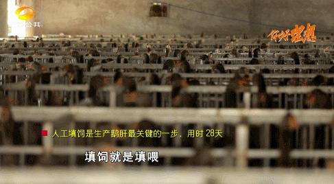 怎样养鹅年收入五万元,怎样养鹅年收入百万