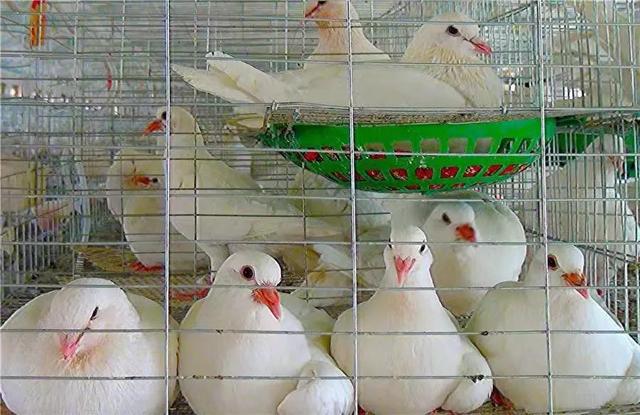 鸽子孵蛋多少天出小鸽子,鸽子养殖教程