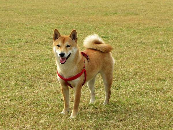 柴犬最近不吃狗粮咋办呀,柴犬不吃狗粮怎么治