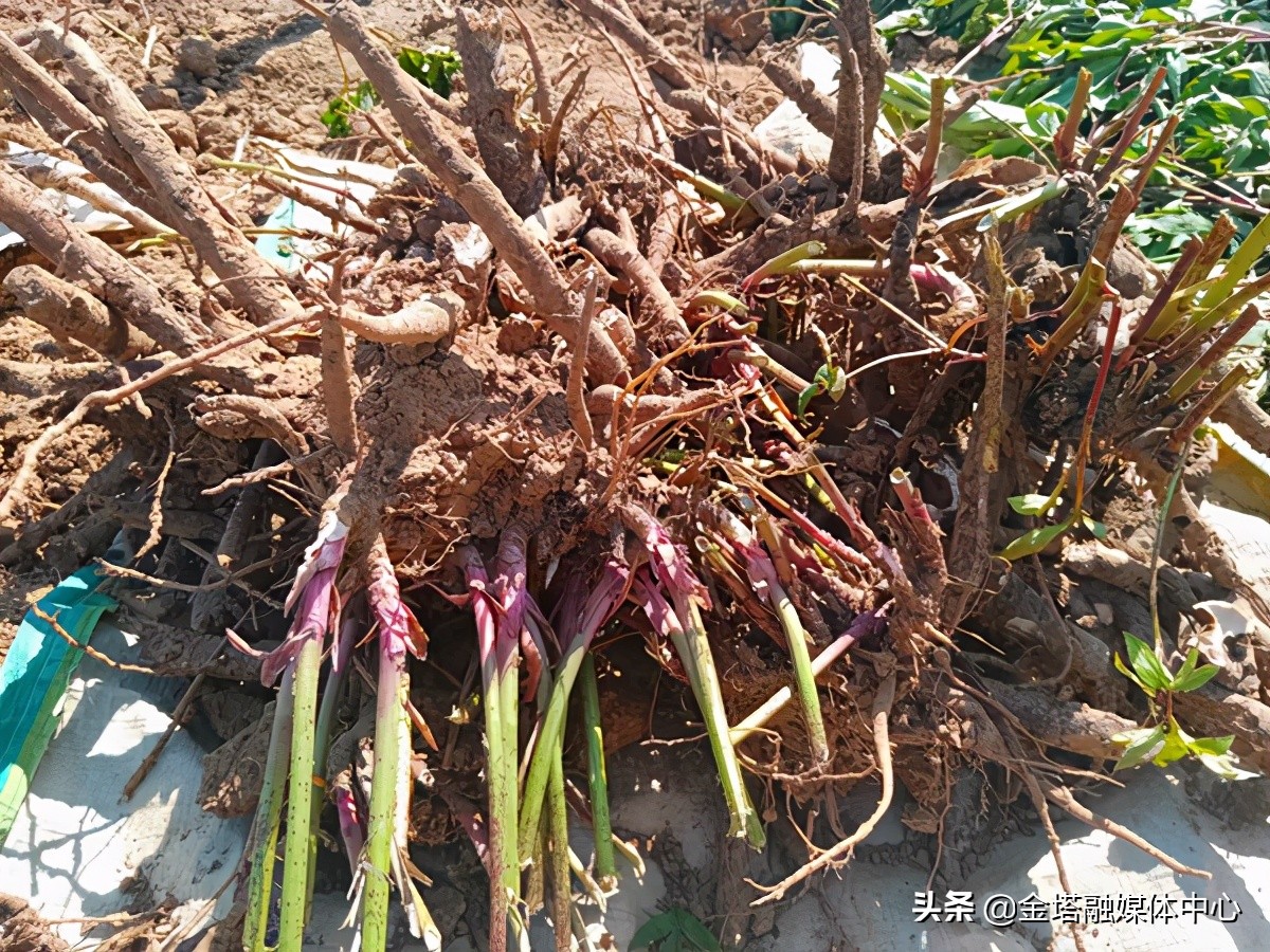 亳州市谯城区药材白芍行情近况,亳州白芍地价格