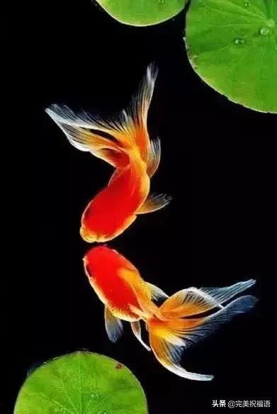 祝大家新年快乐年年有锦鲤,祝大家新年大吉年年有鱼