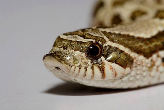 除了大象以外谁的鼻子长,除了大象鼻子长还有谁的鼻子长